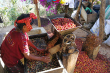 Load image into Gallery viewer, Guetemala Huehuetenago - Direct Trade